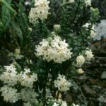 Bushman’s Bootlace (Pimelea nivea) Western Creek track